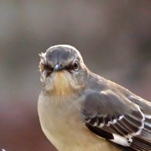 Meet your Posher, Sonny